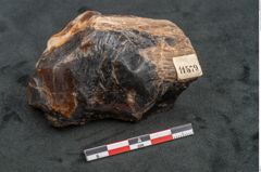 Foto (Seitenansicht) von Quercus gigantum Ettingshausen (NHMW-GEO-2024-0188-11579)